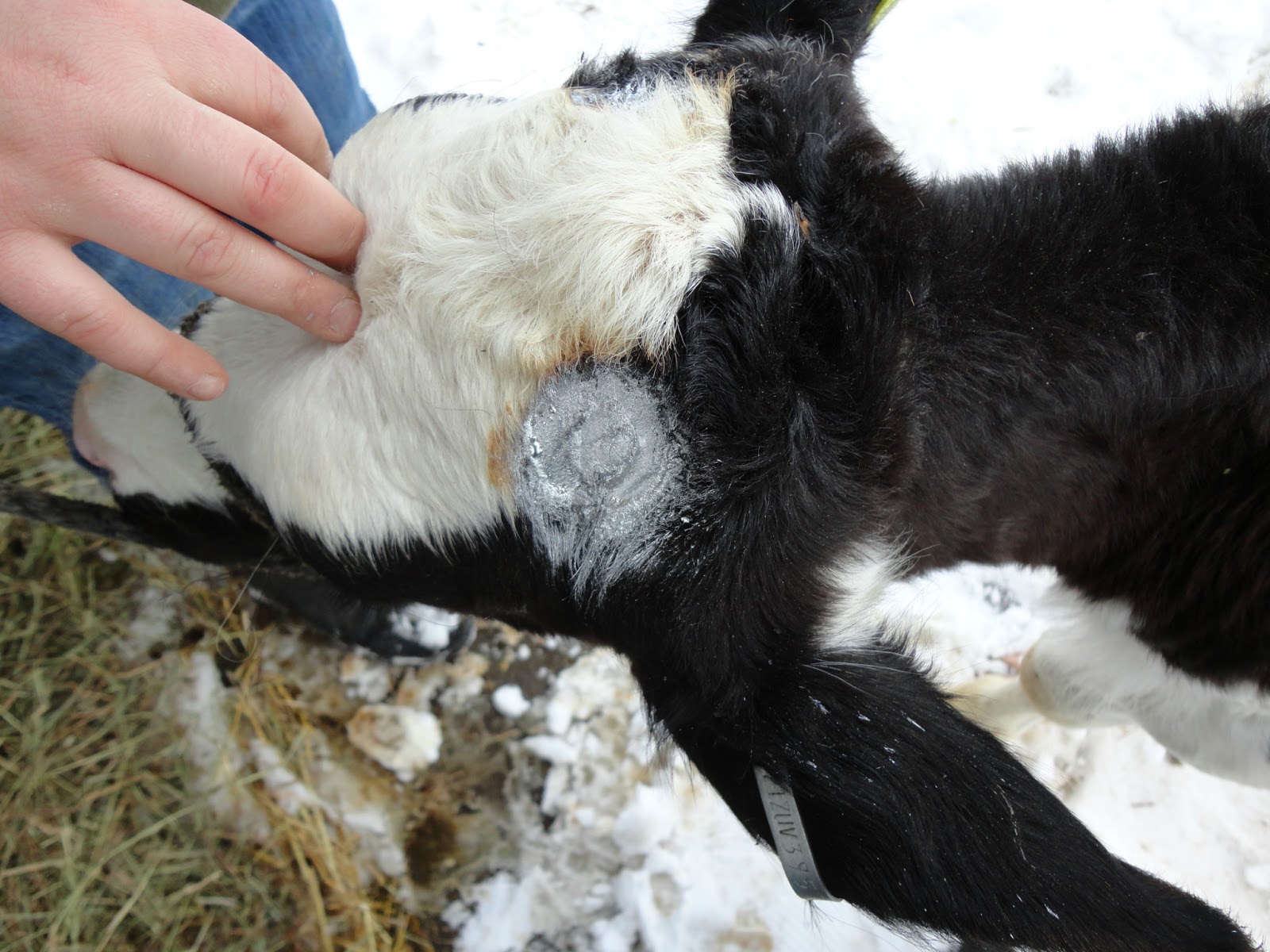 A Day in the Life of a Cow Vet Yup, I "burn" calves...