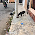 Instalan dispensadores de alimento para perros y gatos callejeros