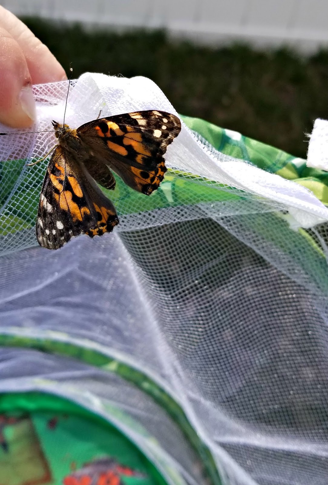 A GEEK DADDY INSECT LORE LIVE BUTTERFLY KITS