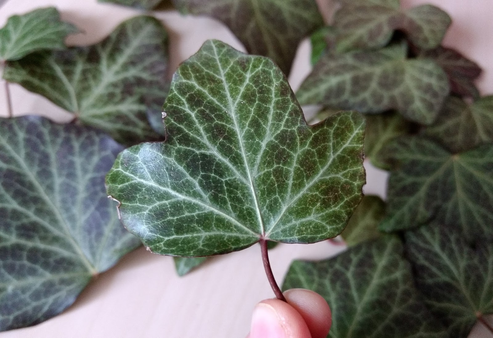 La lessive se transforme en feuilles pour devenir plus écolo