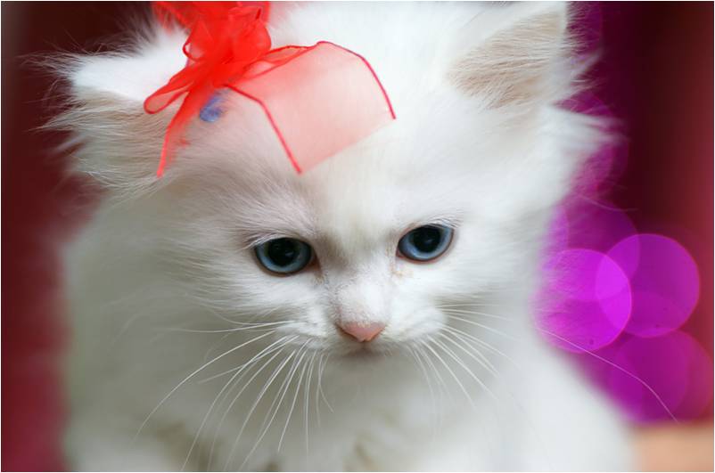 Очаровательная киска. Белый котенок с бантиком. Кошка с бантом. Котёнок с бантиеом. Красивая кошечка с бантиком.