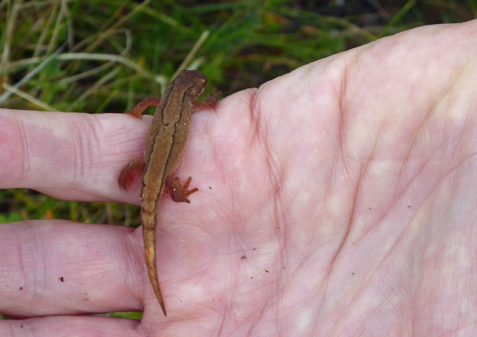 This runner's world And then Gullane