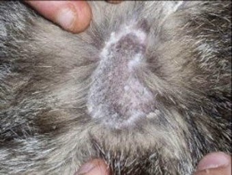 Cómo curar la infección de levadura de perro en el oído