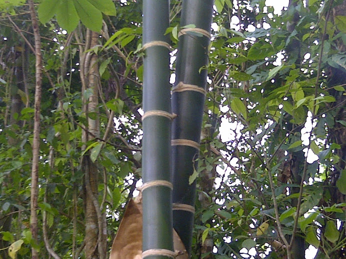 Bambú Guadua