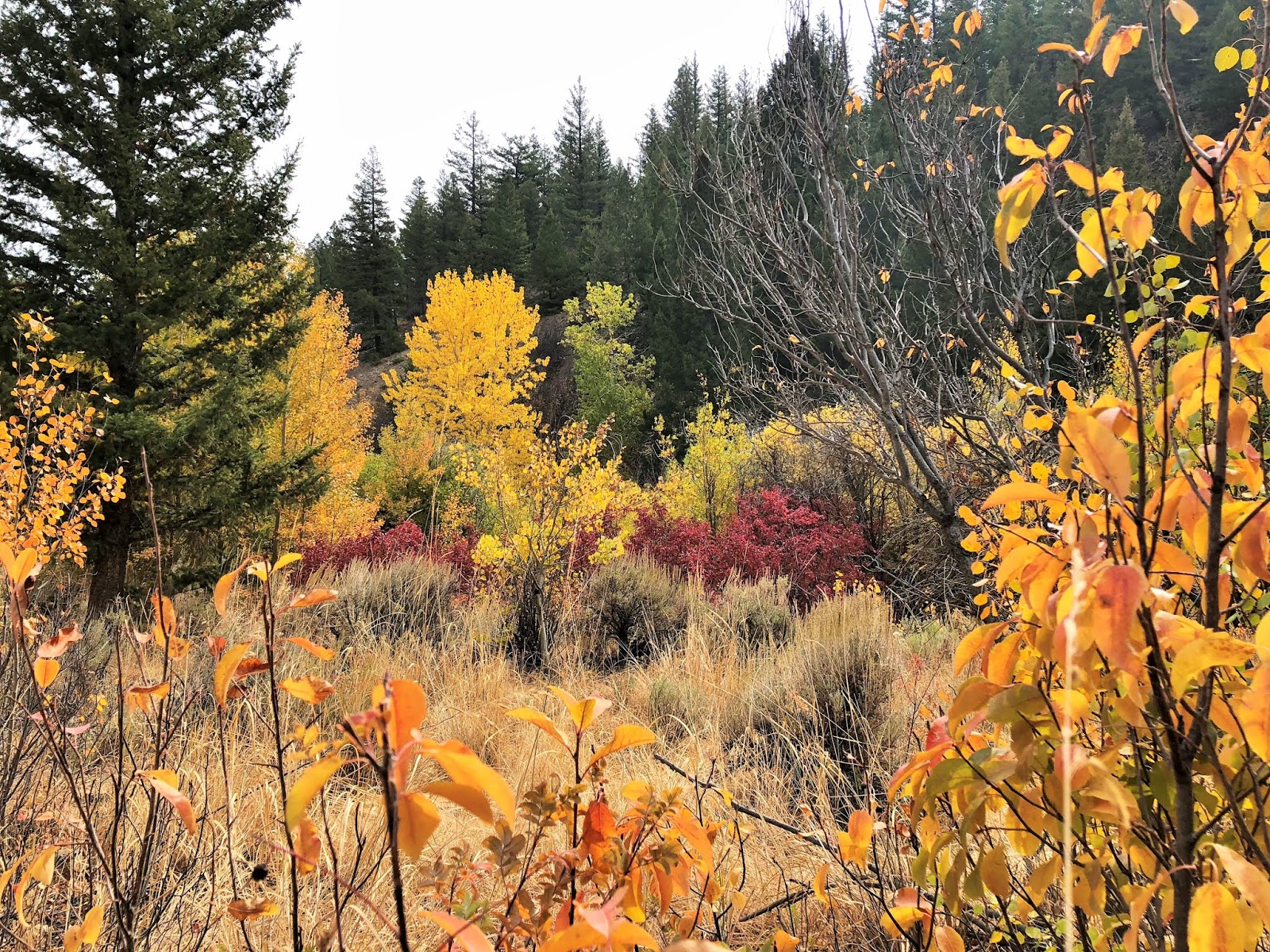 Down the Road Custer Motorway Challis, ID