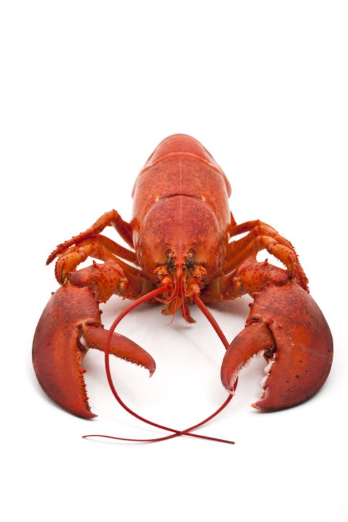 Lobster Benefits during Pregnancy for Baby and Mother Live Lobster