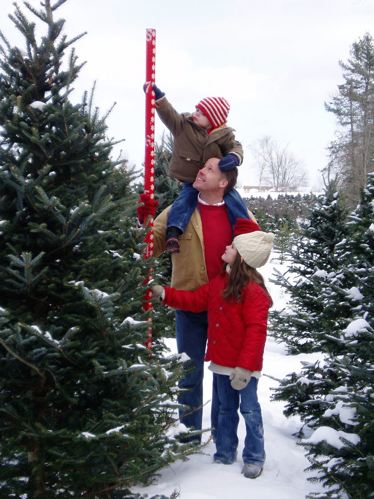 Crystal Cattle A Christmas Tree Tax?
