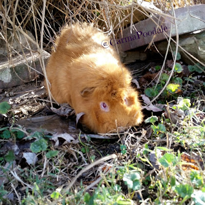Guinea pig nibbling the young grass