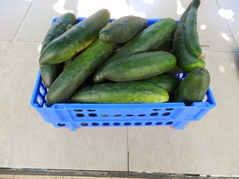 EL SEXAGENARIO PEPINOS CONSERVAR Y CONGELAR