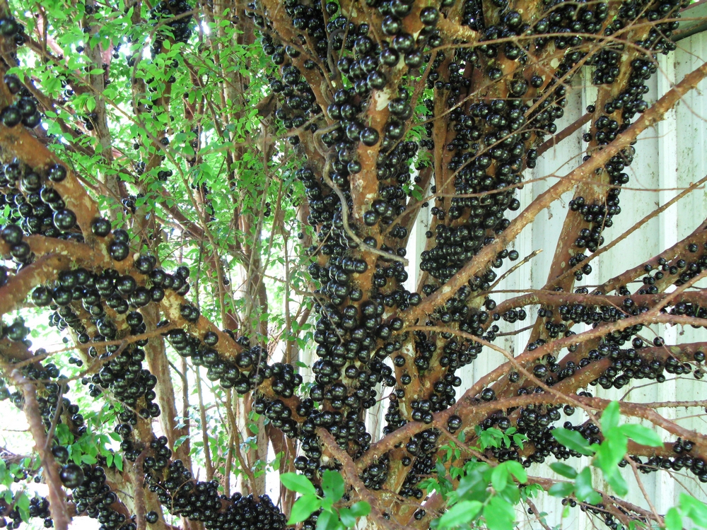 Through My Kitchen Window Jaboticaba Jelly