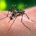 Quien ya tuvo dengue es más vulnerable al zika