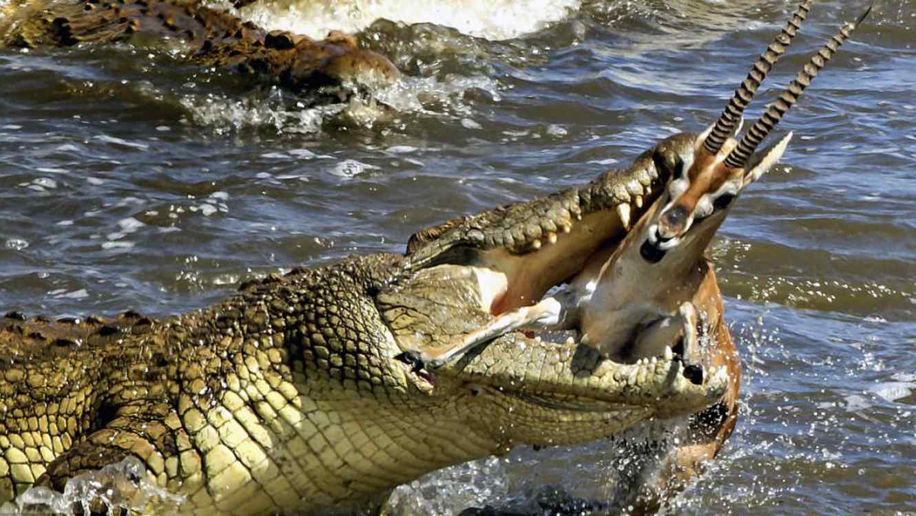 Хищники нападение. Гребнистый крокодил. Морской гребнистый крокодил. Нильский Аллигатор. Гигантский гребнистый крокодил.