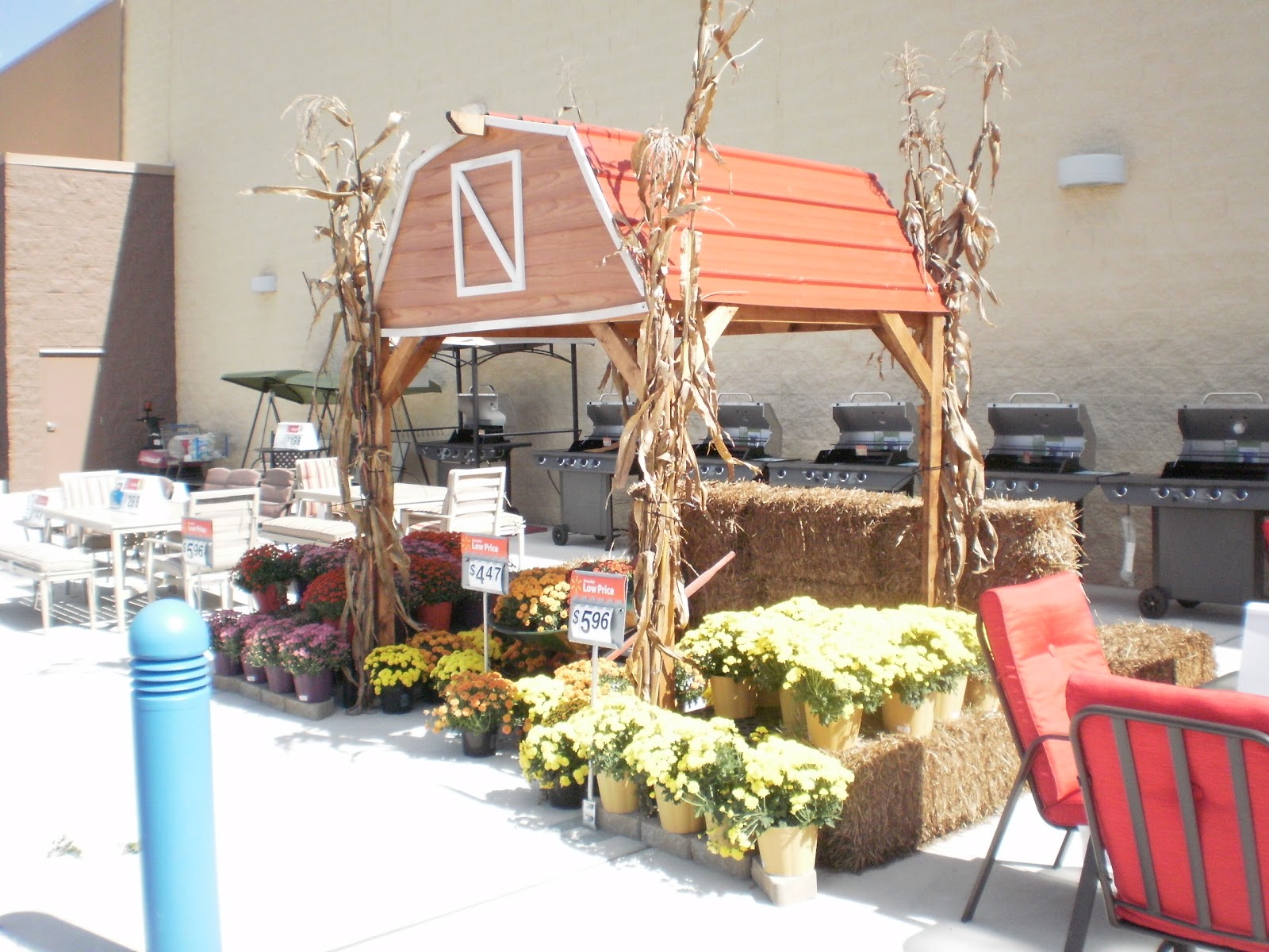 LandScape&Gardening4u Mums at Walmart