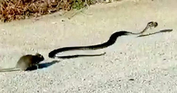 The parent rodent quickly ran towards the serpent.