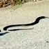 Brave Mother Rat attacks a ferocious snake to save her baby