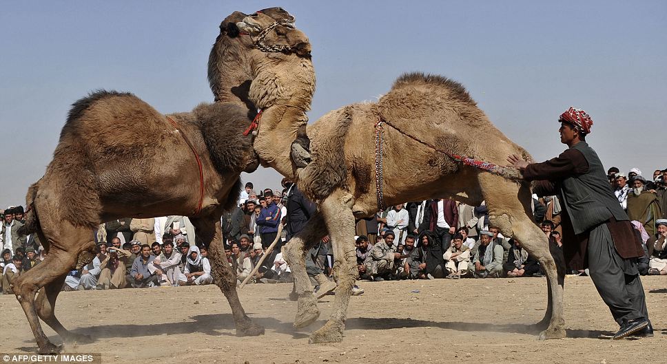 Camel+Fighting-.jpg