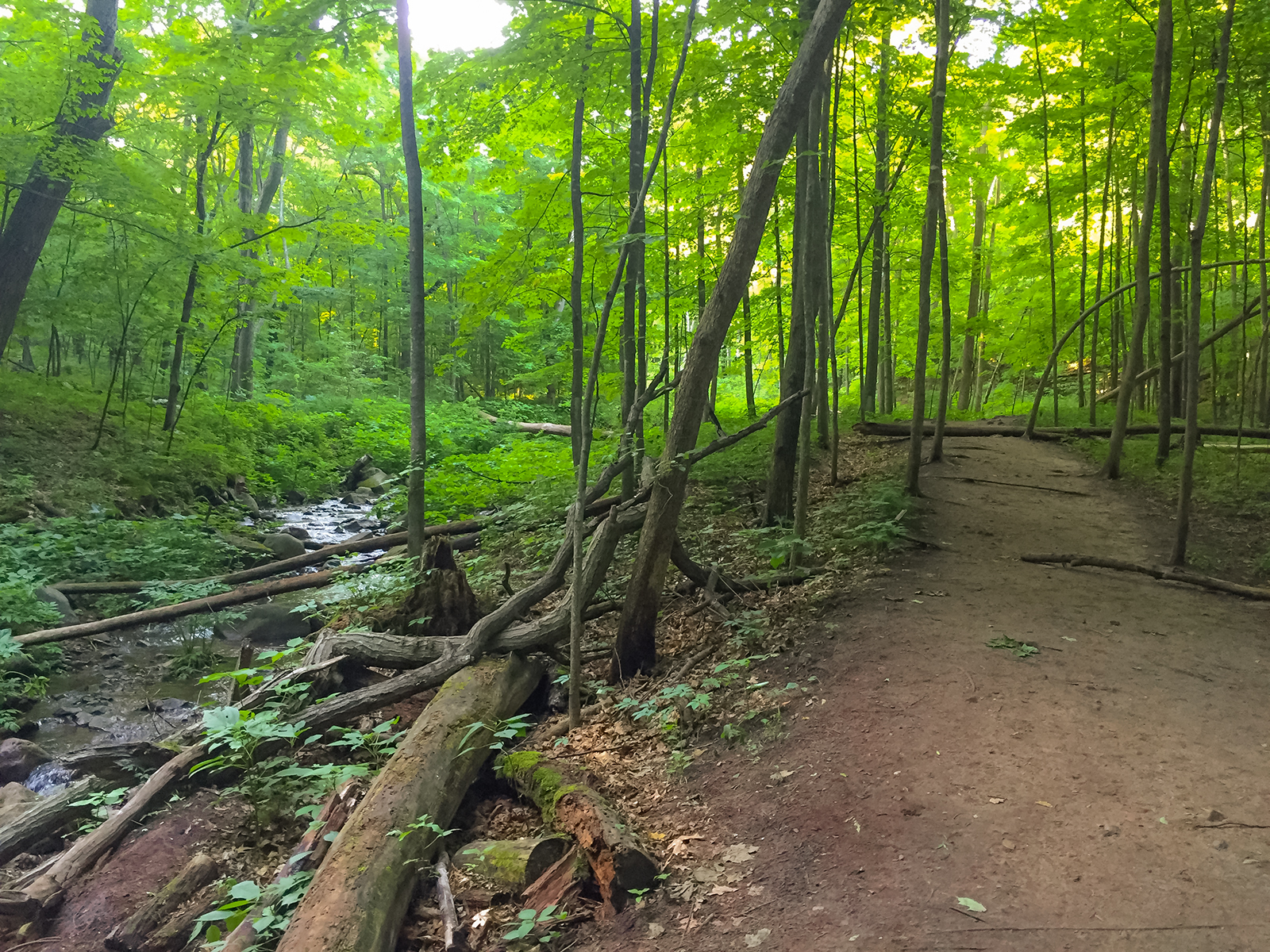 The trail into Parfrey's Glen is mostly easy but then becomes difficult