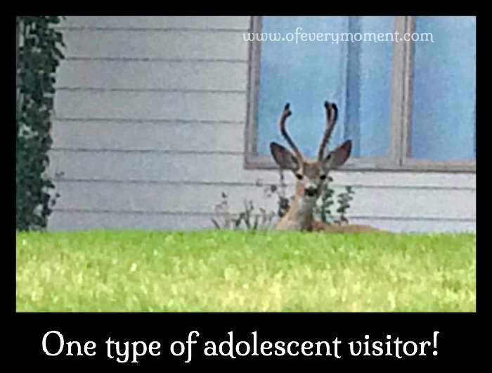 deer, teenage, adolescent, visitor
