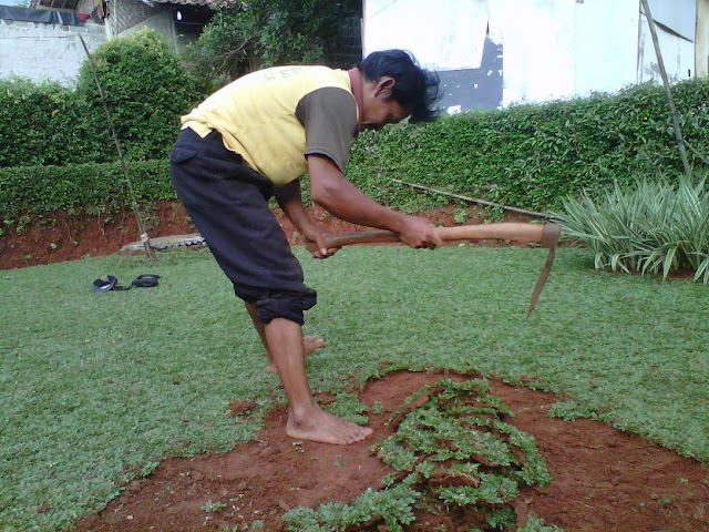 Tips Pintar Merawat Taman di Rumah Agar Tetap Hijau dan Asri Tips Pintar Merawat Taman di Rumah Agar Tetap Hijau dan Asri