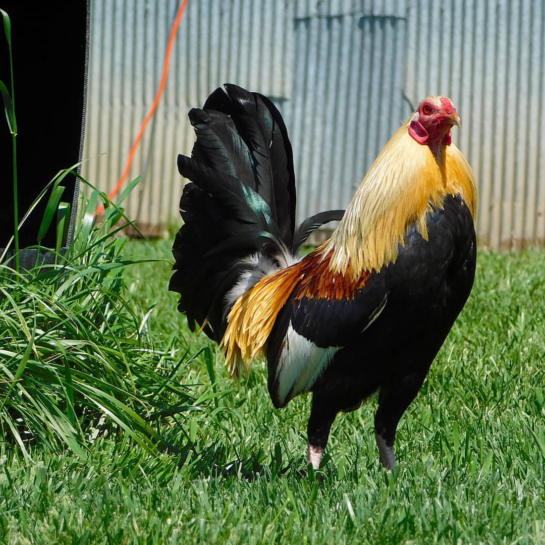 Gallos Y Galleros (NUEVO) Historia De Los Giros Clemmonts De Johnnie