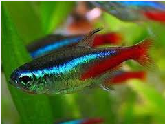 Jenis Jenis Ikan Hias Kecil Yang Super Cantik