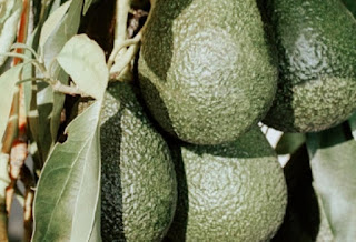 Palta de Buenos Aires. El Guacamole Argentino. 11 Guacamole Argentino