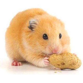 Cách chọn chuồng nuôi chuột hamster cho người mới bắt đầu - 4
