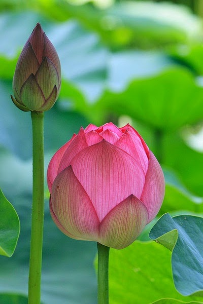 Pretty Lotus Flowers ~ Stunning nature