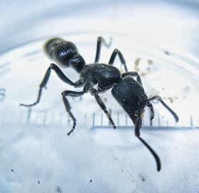 Worker of a 17 millimeter Pachycondyla ant