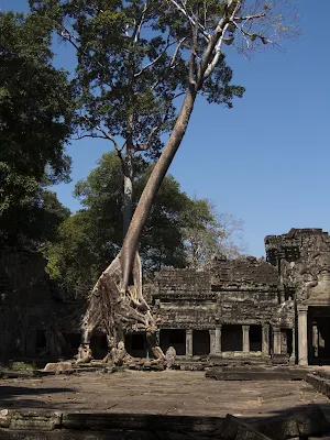 Tree growing from Preah Khan temple in Cambodia