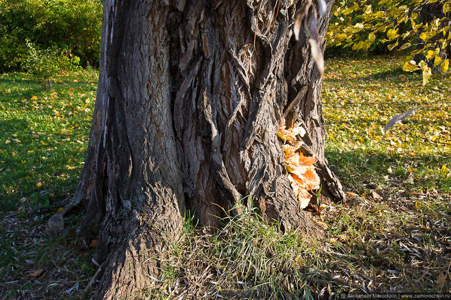 Кора старого дерева в парке Пушкинской усадьбы. Большое Болдино.