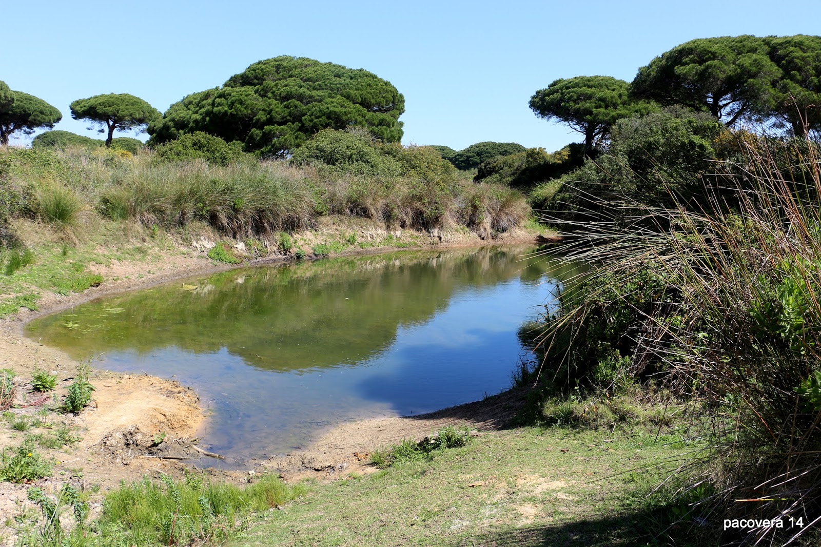 CH´USAY (APHANIUS BAETICUS)