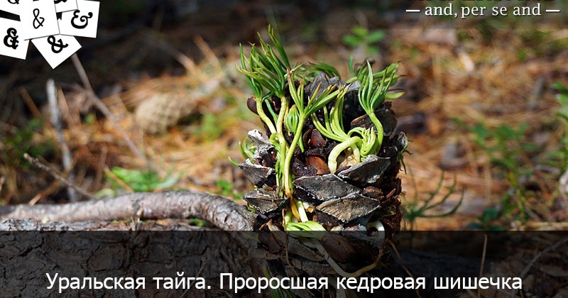 Пророщенная Кедровая шишка