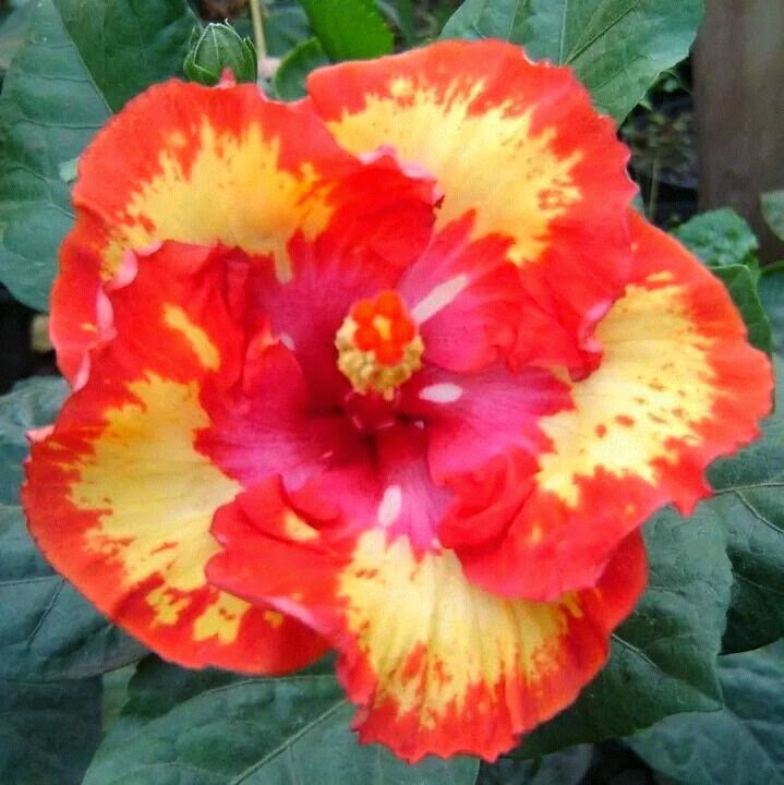 Hibiscus/Joba flower_014