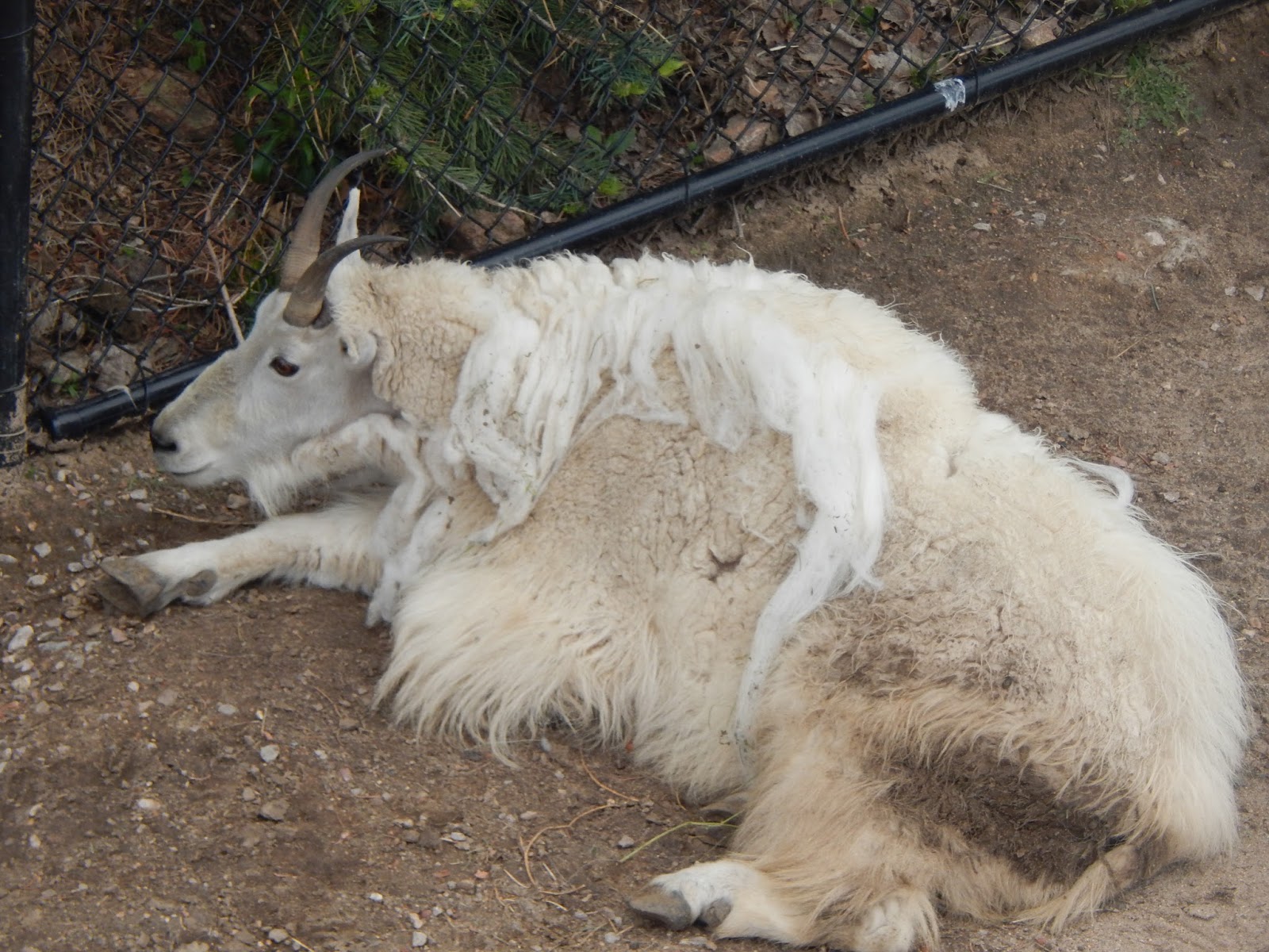 Heroes, Heroines, and History Cheyenne Mountain Zoo America's only