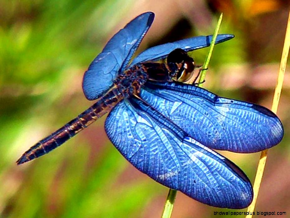 Dragonfly Wallpaper Collection 45