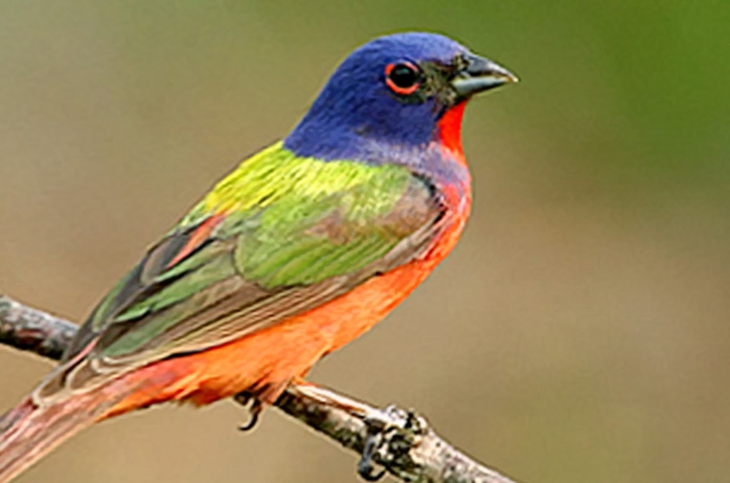 10 Jenis Burung  Paling Cantik dari Seluruh Penjuru Dunia 