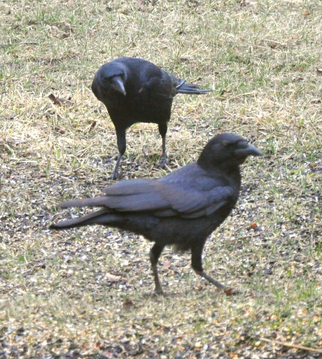 Palemaleirregulars: Pale Male and Beauty, Crow Strangers, Jane's ...