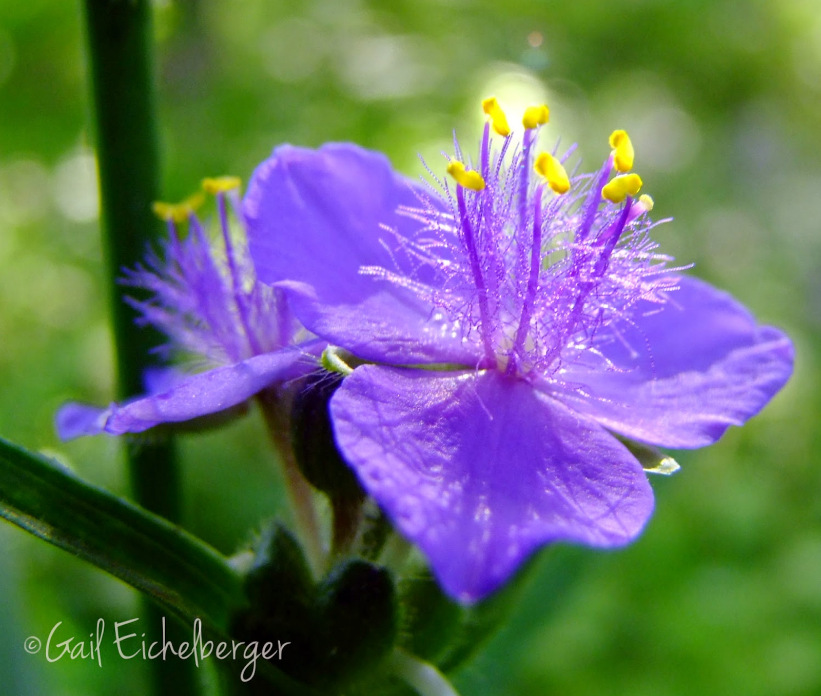 clay and limestone: wildflower wednesday: spiderwort clay and limestone: wildflower wednesday: spiderwort