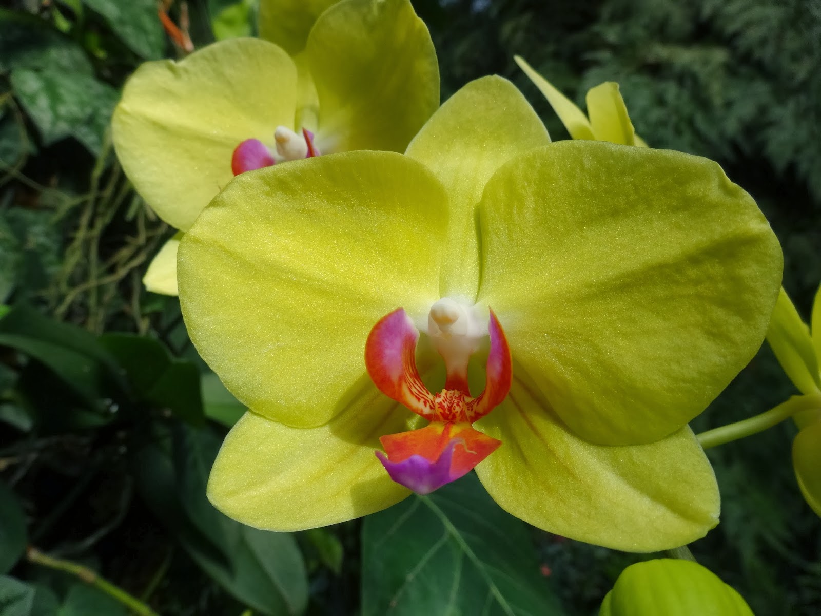 Love, Joy and Peas Close Up Photos of Beautiful Orchids