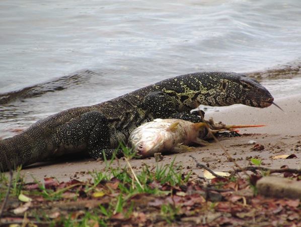 Angelika's World in Photos: A Reptile Story