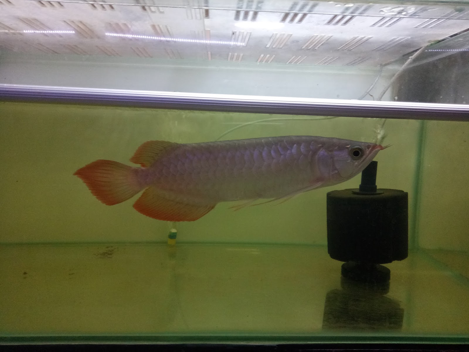 JOE'S AQUAWORLD FOR EXOTIC FISHES MUMBAI INDIA 9833898901 ...