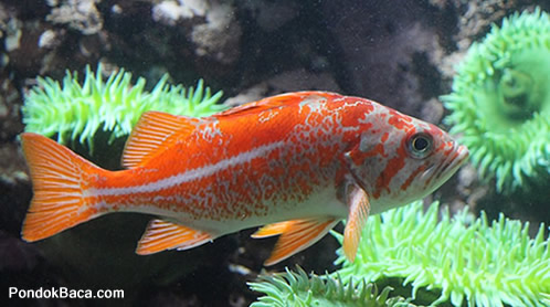 Cerita Hewan/Fabel Kisah Ikan dan Air Cerita Hewan/Fabel Kisah Ikan dan Air