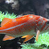 Kisah Ikan dan Air