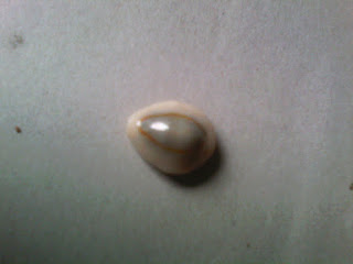 keong laut keong siput laut berwarna putih