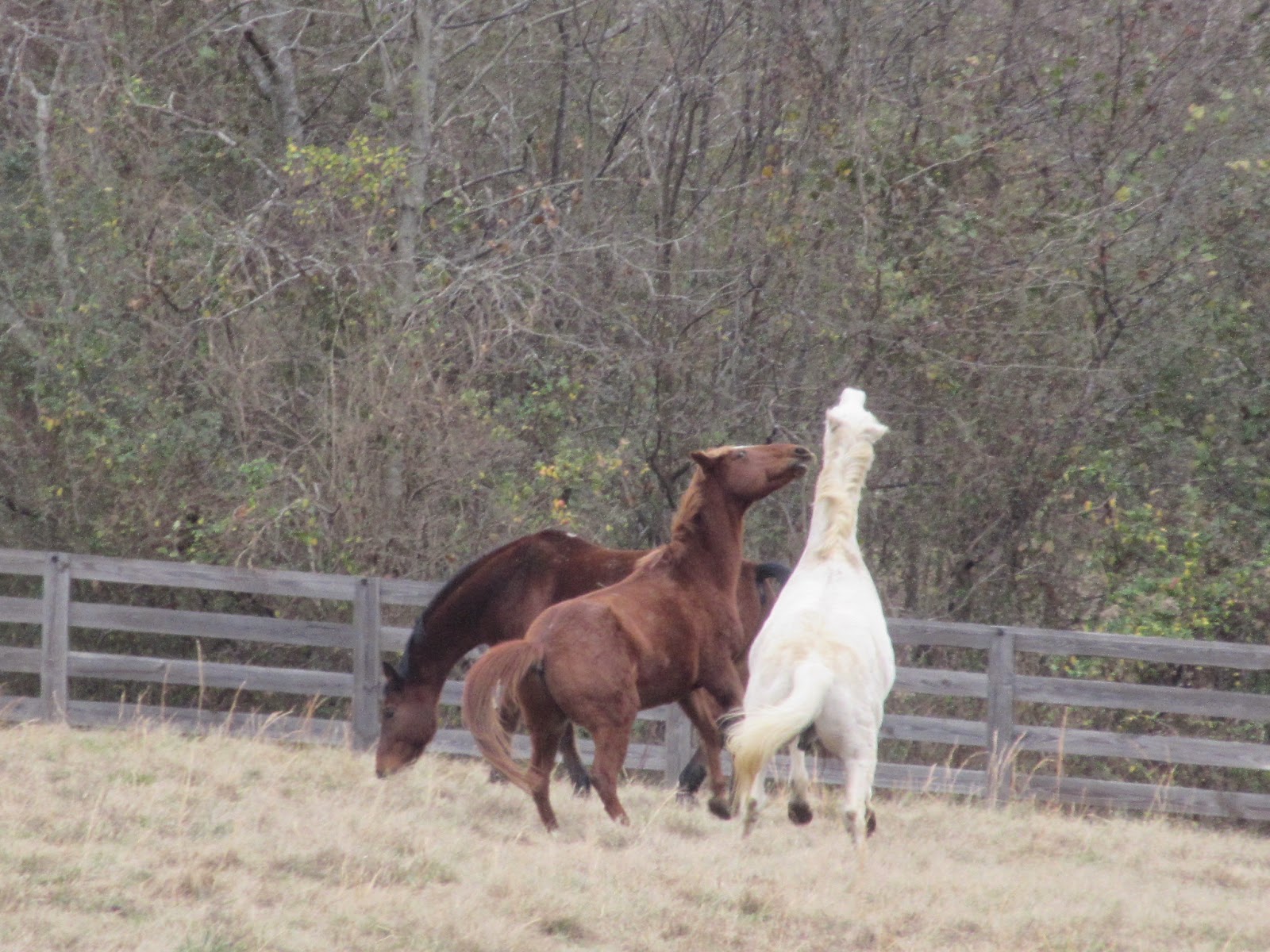 Paradigm Farms Horse Retirement Pee Wee, Water Issues, Vet Visits