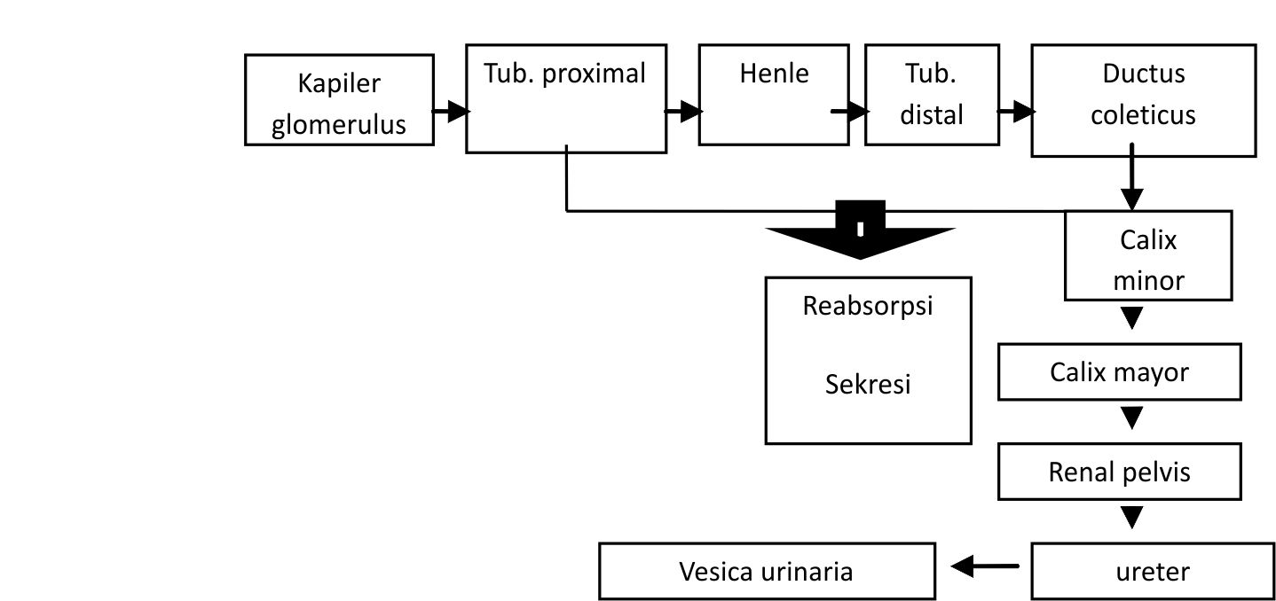 Gagal Ginjal Kronik (GGK) atau End Stage Renal Desease