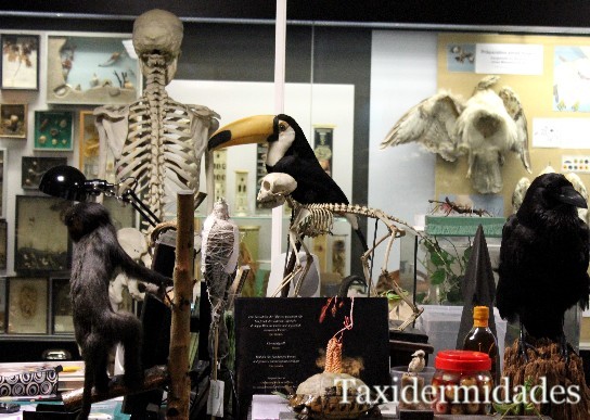 "Bilder von Zoologisches Museum Hamburg": A Drawing Adventure for Young Artists!