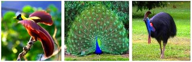 Flora Dan Fauna Di Indonesia Beserta Penjelasannya Pak Diki
