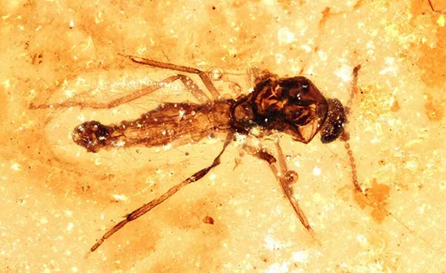 Insects Remarkably Preserved in New Zealand Amber